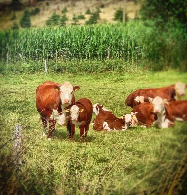Idylle in der Umgebung